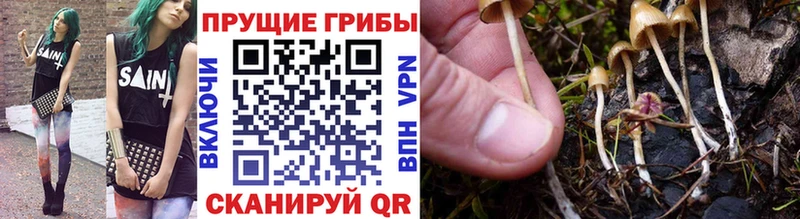 Псилоцибиновые грибы Psilocybe  сколько стоит  Кадников 